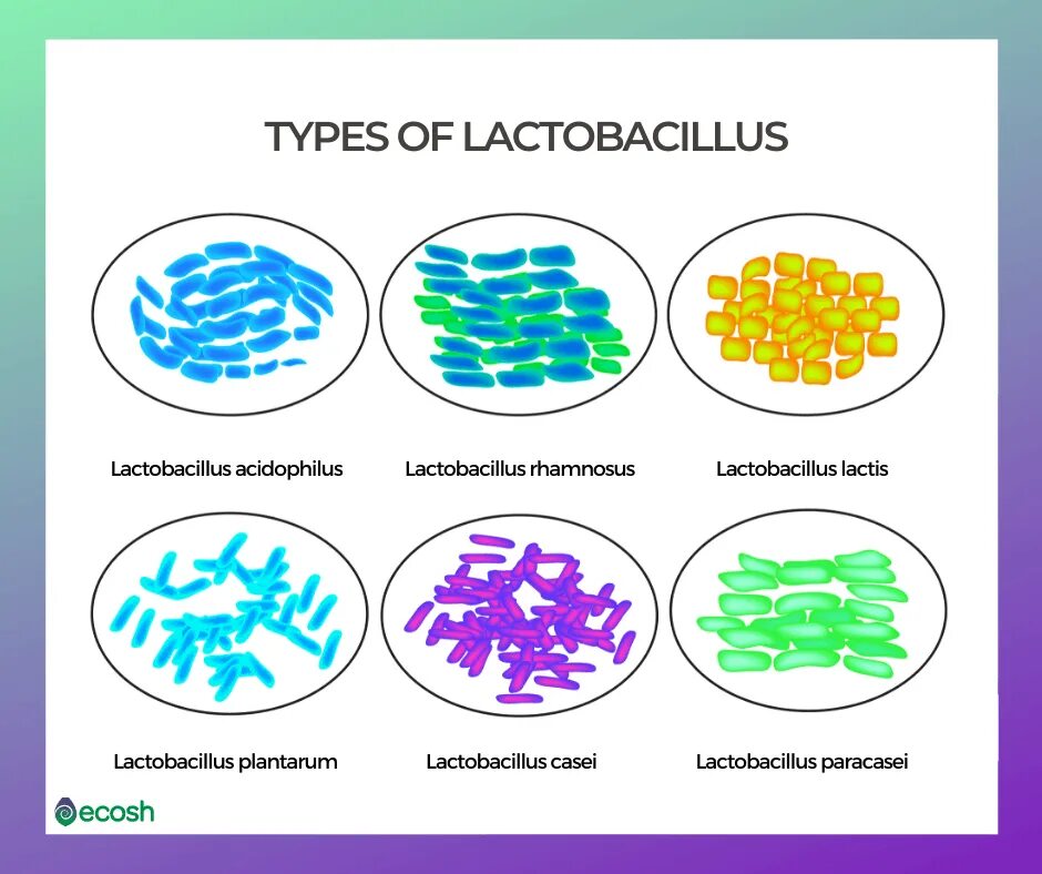Бактерии известные виды. Лактобактерии форма бактерий. Формы бактерий схема. Формы молочнокислых бактерий. Молочнокислые бактерии строение.