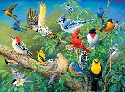 Birds wordwall