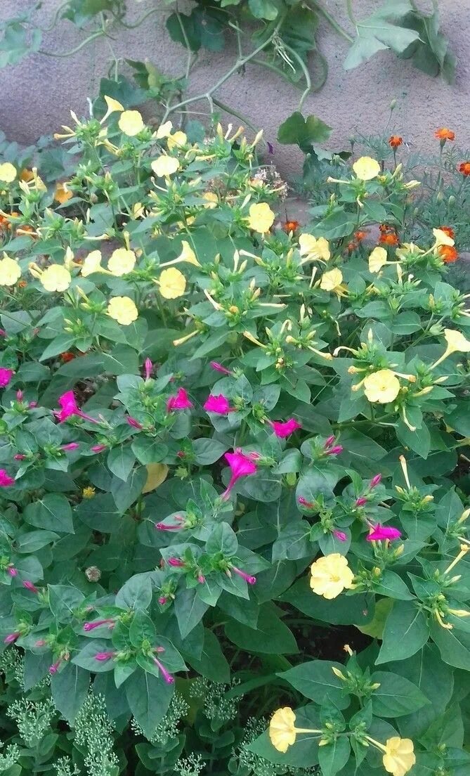 Мирабилис выращивание из семян. Мирабилис ялапа ночная красавица. Цветок ночная красавица мирабилис. Мирабилис матис. Мирабилис (ялапа).