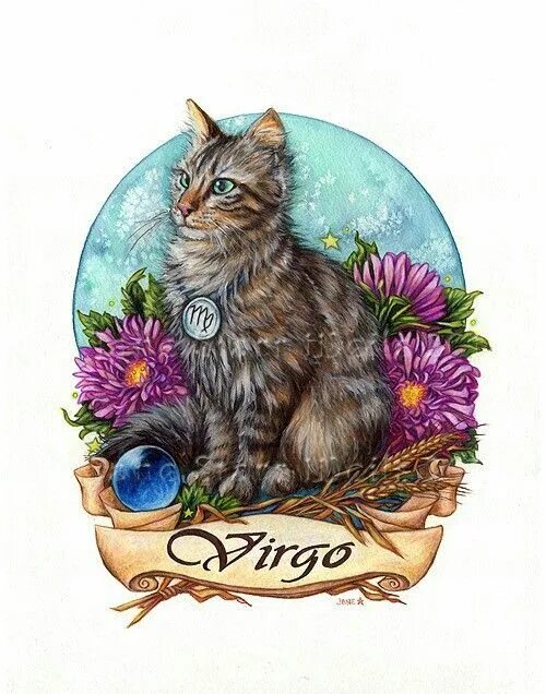 Фото кошки товарищи. Год кошки 2023. Котики 2024. Кот с хвостом. Spotlight картинка cat.