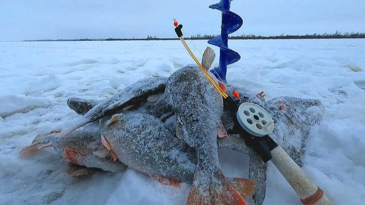 зимняя рыбалка на каспии. зимняя рыбалка 2023. зимняя рыбалка зубарь. зимняя рыбалка на судака. рыбалка зима 2023 видео.