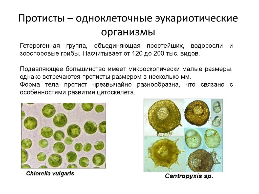 Простейшие водоросли грибы