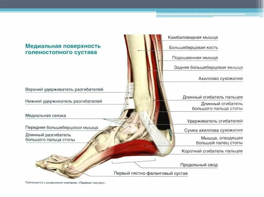 Голеностопный сустав что это такое