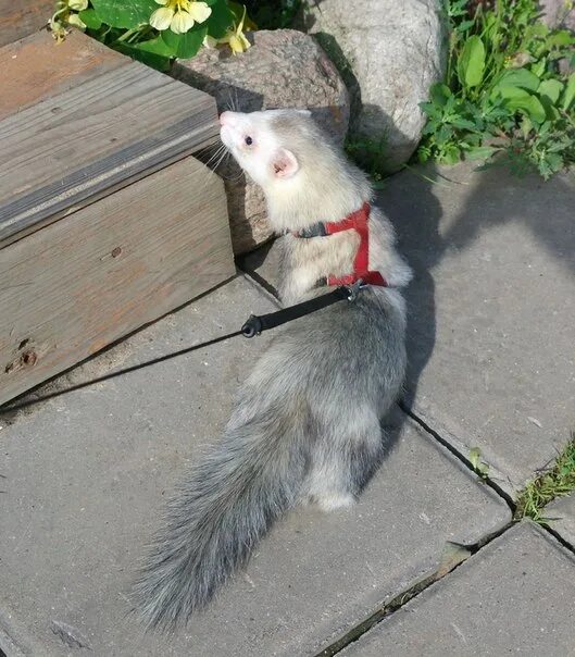 Library ferret 1.19