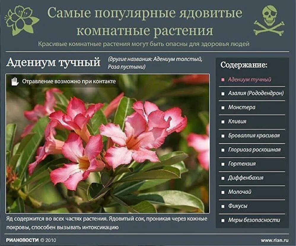 Опасные растения для человека и животных. Ядовитые комнатные растения. ядовитые домашние цветы. ядовитые комнатные рас. опасные и ядовитые комнатные растения.