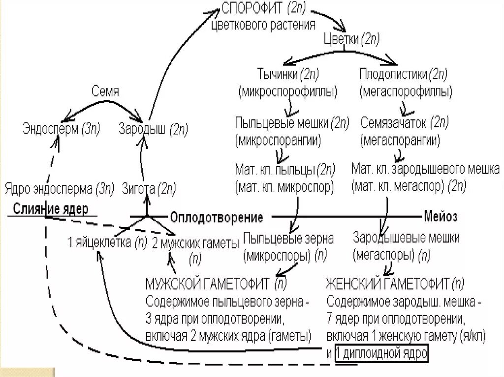 Спорофит сколько хромосом. Цикл развития цветковых растений. Жизненный цикл цветковых растений схема. Цикл развития семенных растений схема с описанием. Жизненный цикл цветковых растений гаметофит.