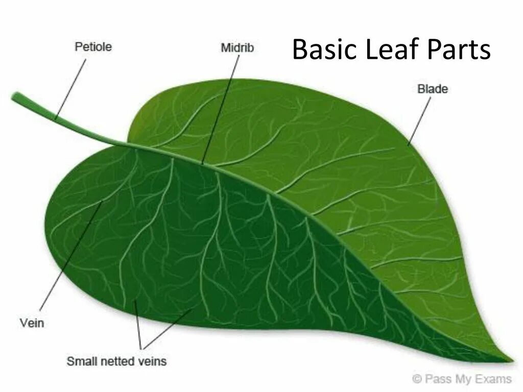 Structure of leaves. Internal structure of the Leaf. Leaf structure. Leaf structure of the Leaf. Лист project