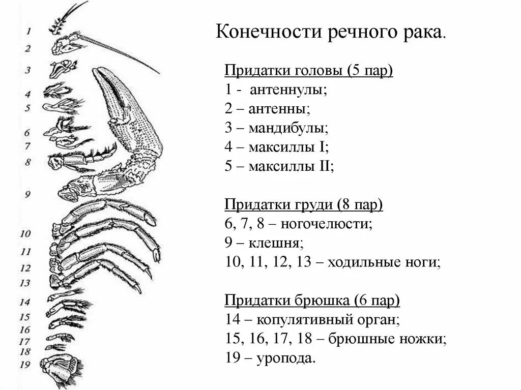 Какое хватание у рака. Строение конечностей ракообразных. Особенности строения конечностей ракообразных. Схема строения двуветвистой конечности ракообразного. Строение конечностей ракообразных и их функции.