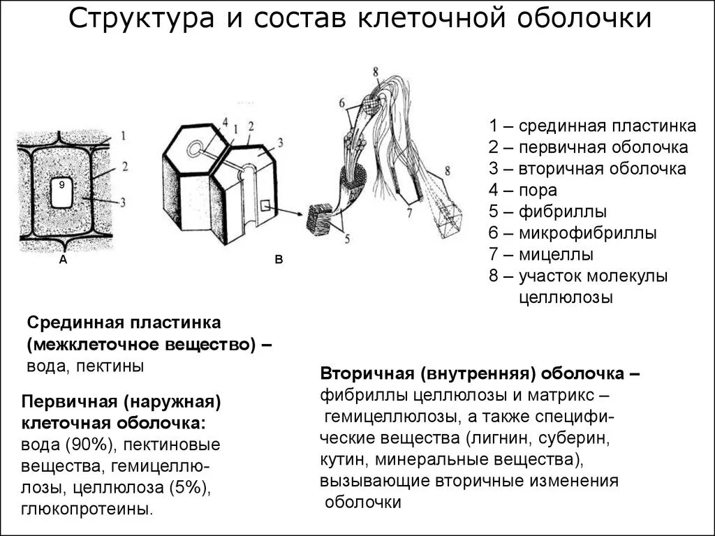 Строение первичной оболочки растительной клетки.. Состав клеточной оболочки растений. Химический состав клеточной оболочки растений. Клеточная оболочка ее строение химический состав и функции.