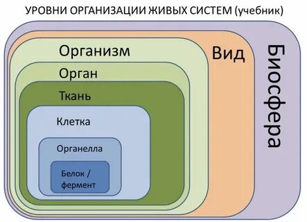 Последовательность элементов биологических систем