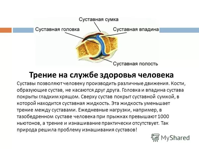 суставная головка и суставная впадина. схема строения сустава человека анатомия. строение сустава суставная впадина. скелет кости суставы связки хрящи сухожилия. суставная сумка черно белая кар.