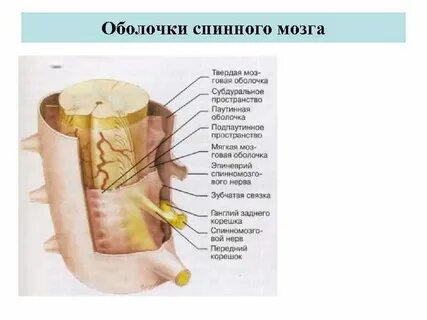 Зубчатая связка