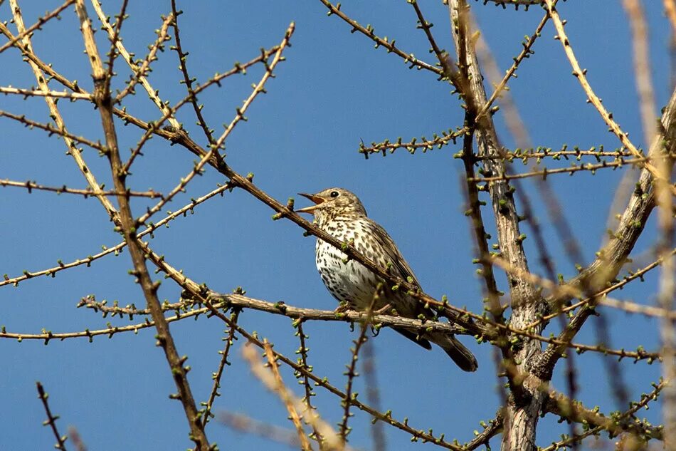 Дрозд певчий птица. Дрозд певчий птица. Певчий дрозд трель. Певчий дрозд птица пение. Певчий дрозд пение.