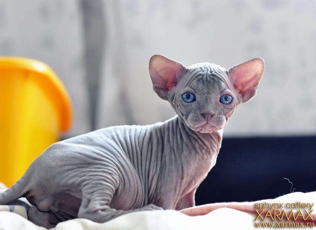 Древнеегипетские сфинксы в санкт-петербурге. Кот бамбино канадский сфинкс. Сфинкс статуя в питере. Статую сфинкса в японии. Канадский сфинкс мальчик.