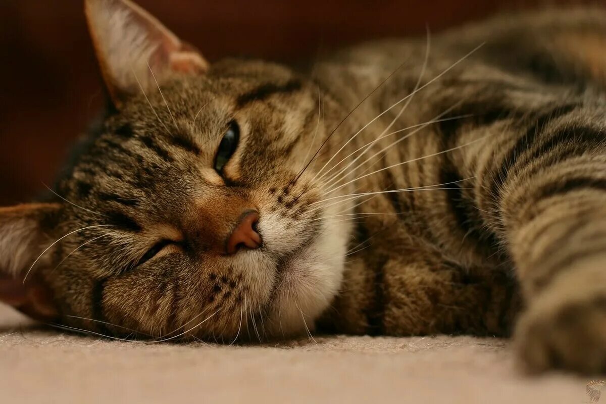 Кот дремот 1. Кошка дремлет. дремлет. кот дремот. коты дремлют.