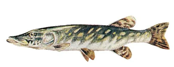 Харациновая щука. Рыба щука сом. Подводная охота волга щука. Американская щука маскинонг. Рыба щука сом.