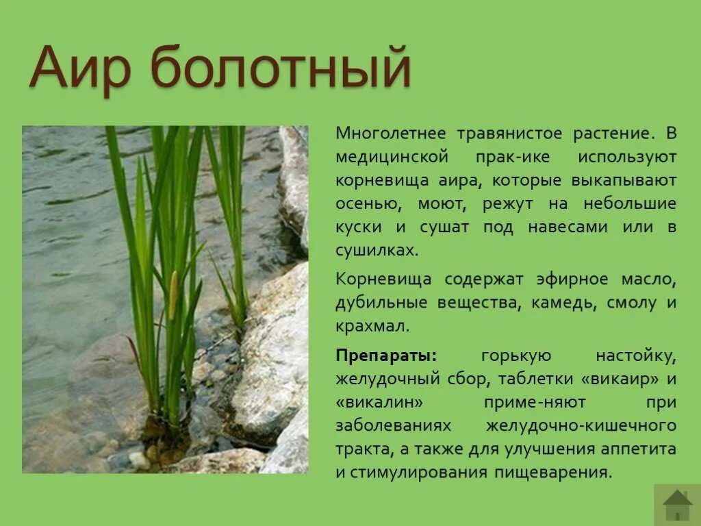 Аир болотный — acorus calamus l. Трава аир болотный. Аир болотный описание. Аир обыкновенный - acorus calamus. Аир обыкновенный - acorus calamus.