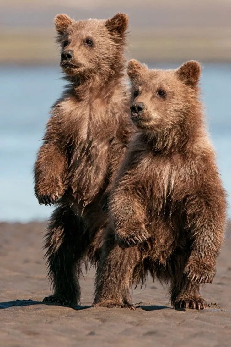 Медведь логотип. Медведица с медвежатами. Bear one life. Bear one life. Живой зеленый медведь.