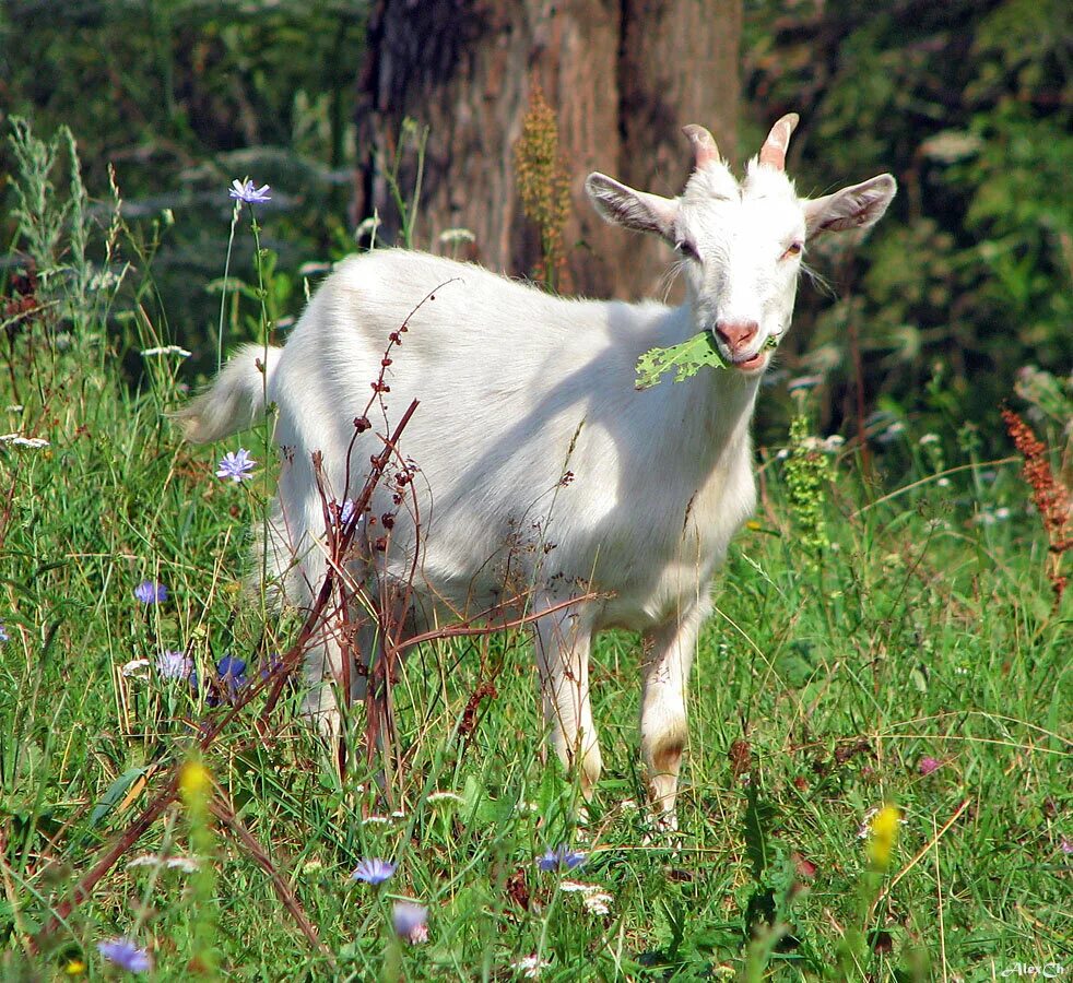 Коза дойная зааненская молочная. Мегрельская порода коз. Зааненские козы. Зааненская коза сейбл. Козы в москве.