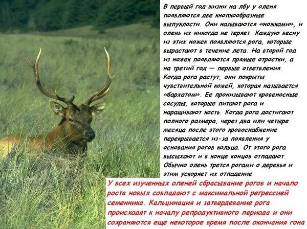 Почему есть рога. Почему есть рога