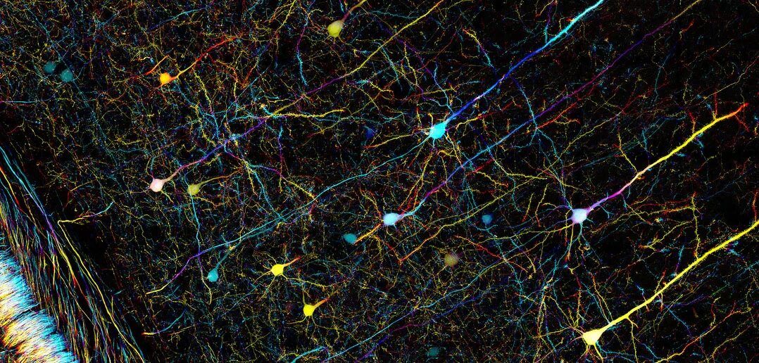 Core connections. Нейрон в нейронной сети. Нейронные сети коры головного мозга. Нейронная сеть мозга человека. Космос Нейроны.