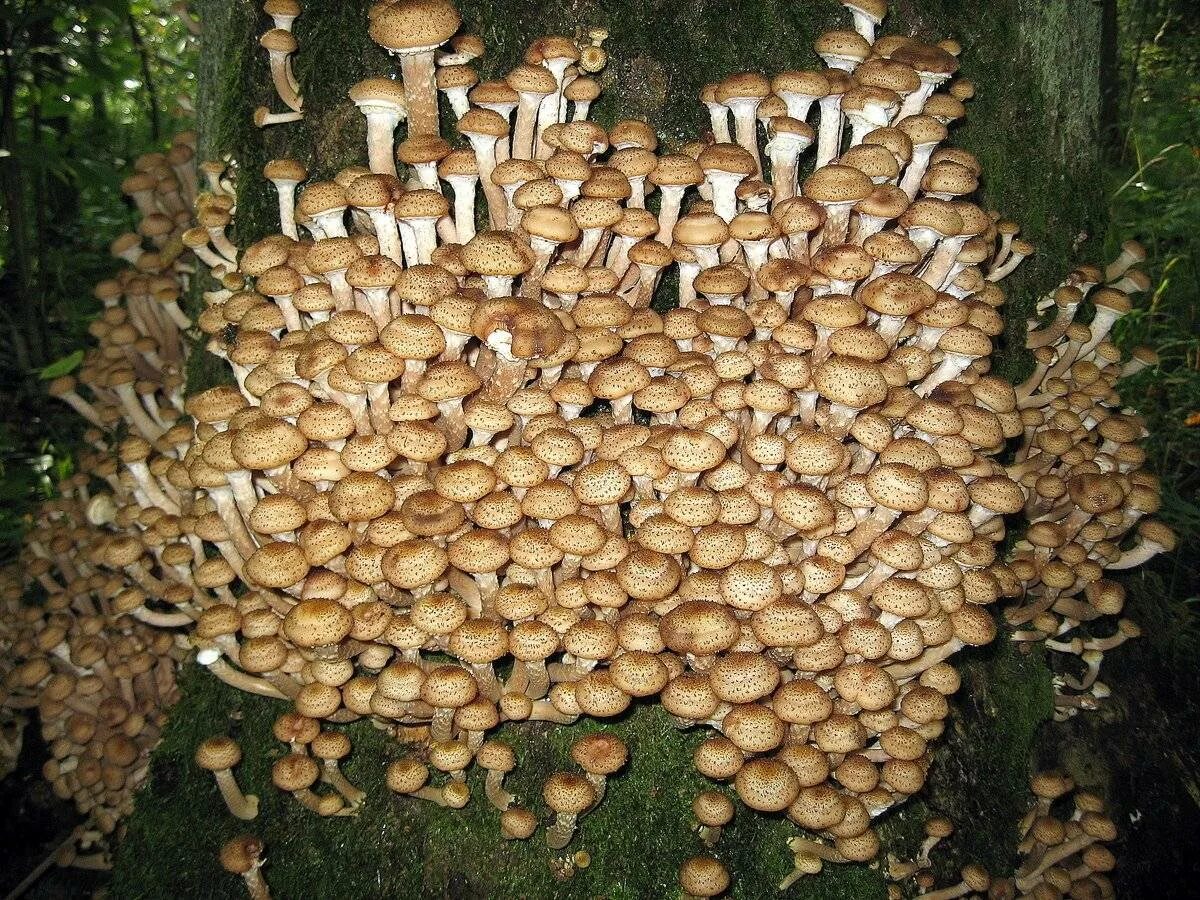 Грибы где растут и когда собирать. Опята грибы. Опёнок осенний. Медовые грибы Armillaria mellea. Пеньковые опята.