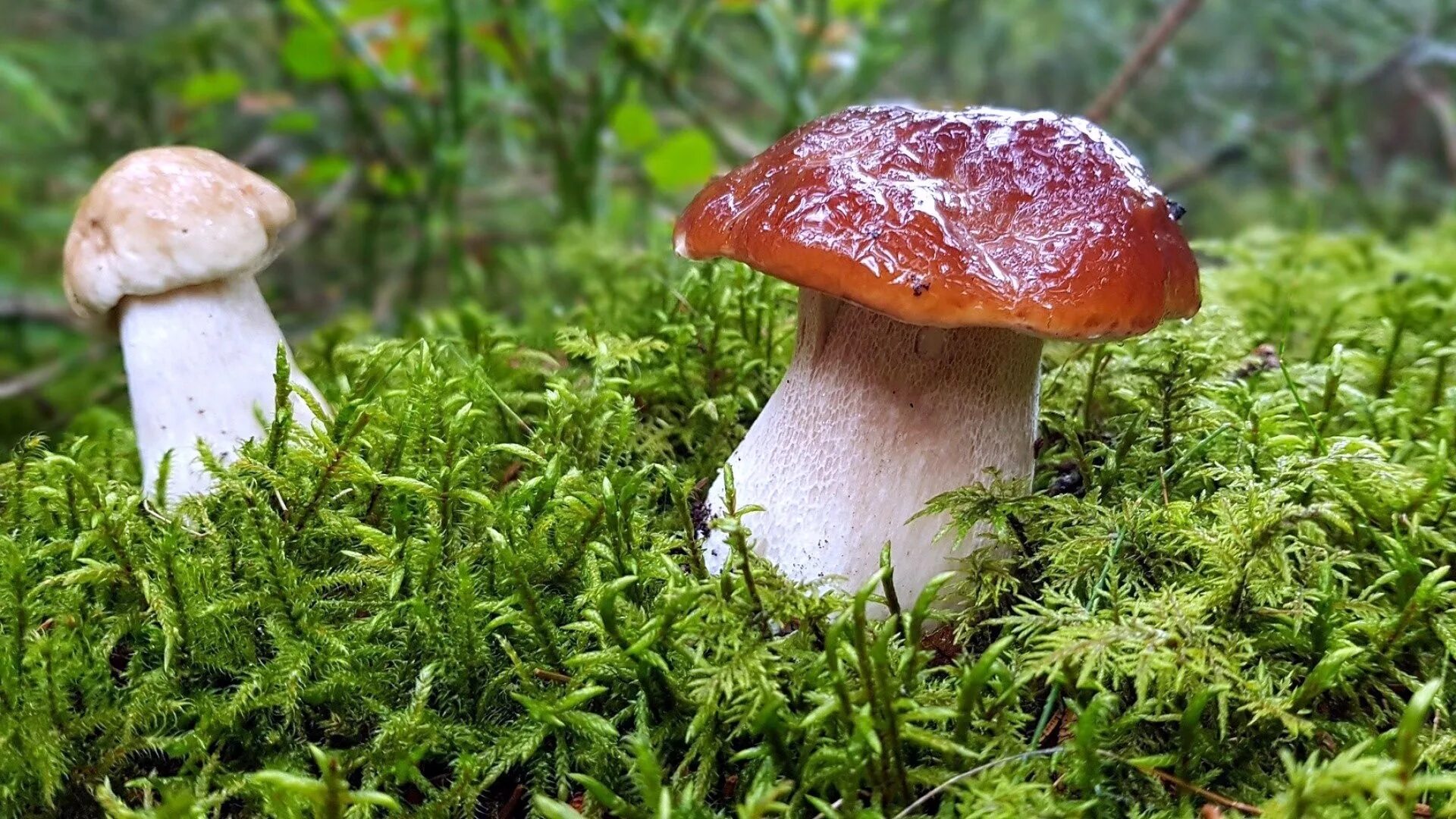 К чему снятся белые грибы. Грибы во мху. Рыжик обыкновенный рыжик обыкновенный. К чему снятся грибы собирать белые. Рыжики грибы червивые.