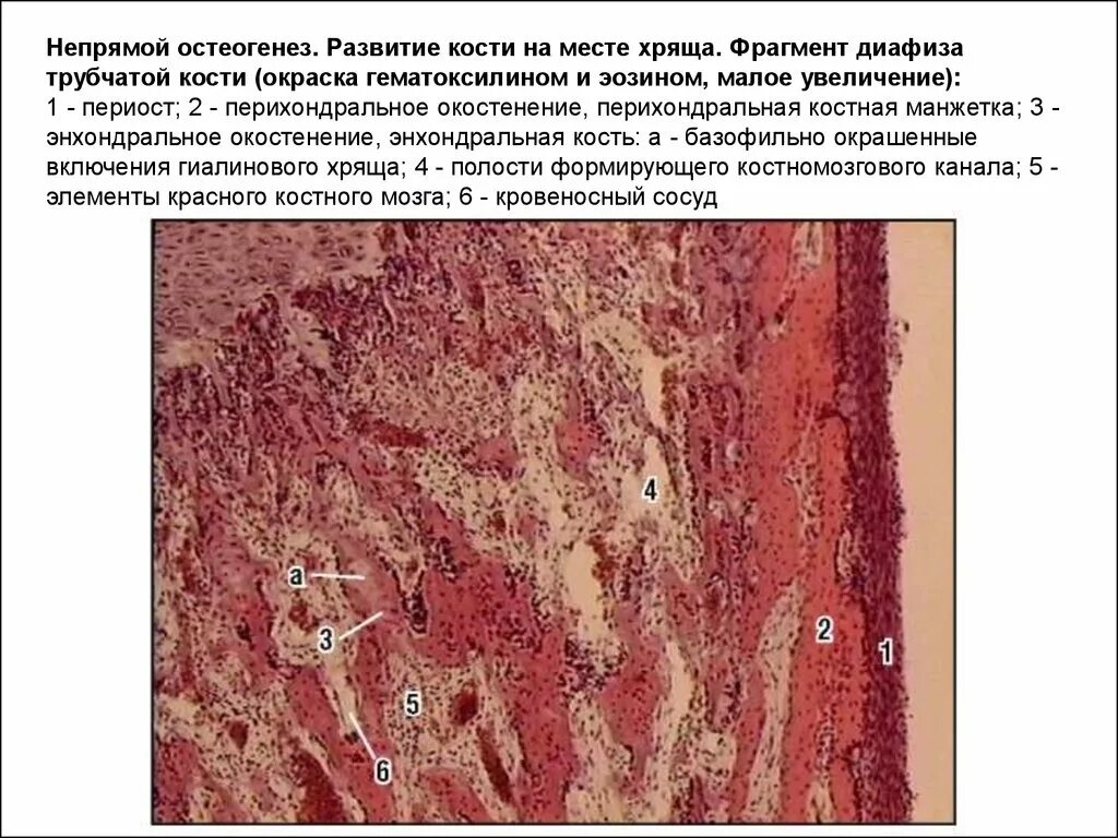 Развитие хряща гистология. Непрямой остеогенез костной ткани. развитие кости на месте гиалинового хряща непрямой остеогенез. развитие кости на месте хряща окраска гематоксилином и эозином. костная манжетка гистология.
