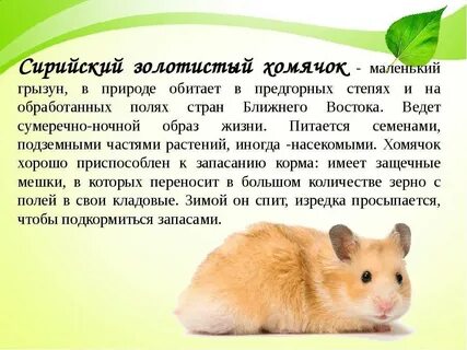 Как правильно пишется хомячок