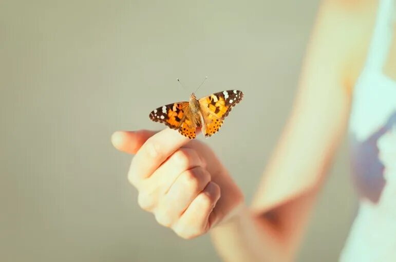 Будь самим собой доволен. На руку бабочка. Бабочка на ладони. Бабочка на пальце. Живая бабочка на руке.