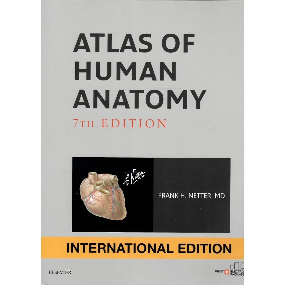 Netter&#039;s atlas. Неттер атлас international. atlas of human anatomy frank h. netter. atlas of human anatomy netter 7th edition. неттер атлас анатомии 7 издание.