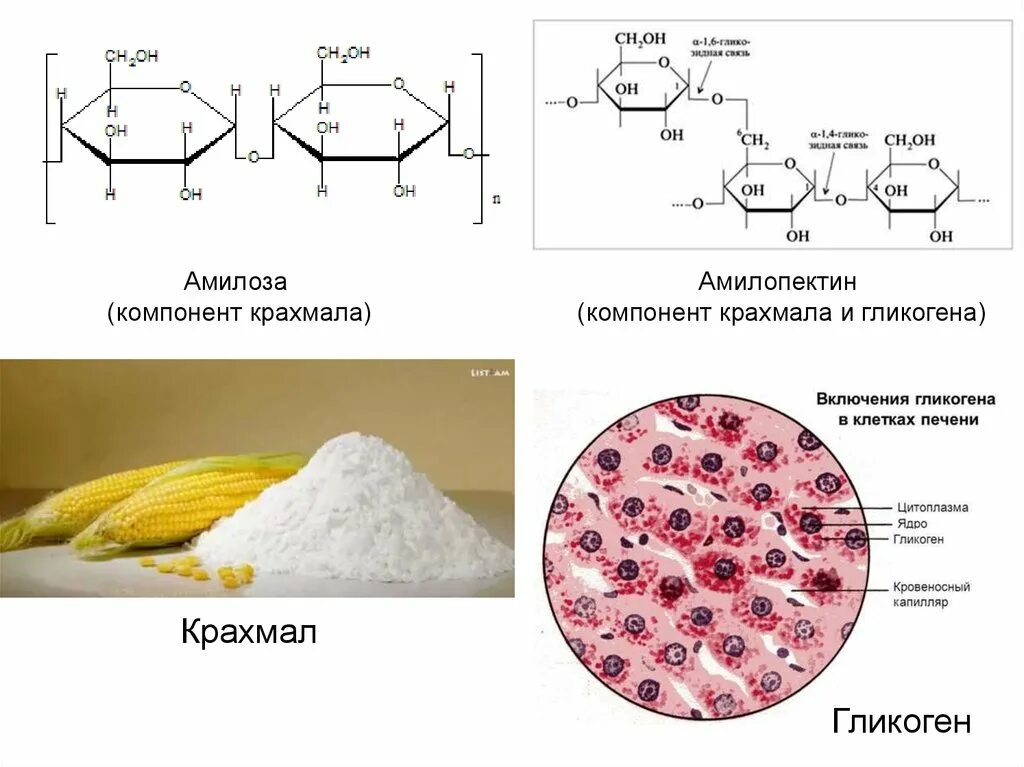 Крахмал формула амилопектин. Крахмал формула амилоза и амилопектин. Амилоза крахмала формула. Крахмал формула структурная амилоза и амилопектин. Содержание гликогена в печени