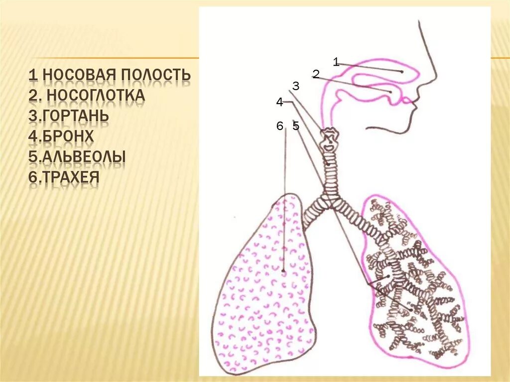 Из трахеи воздух попадает в. Дыхательная система строение трахея. Носовая полость гортань трахея бронхи бронхиолы. Дыхательная система бронхиолы и альвеолы. Гортань альвеолы бронхи трахея бронхиолы носоглотка.