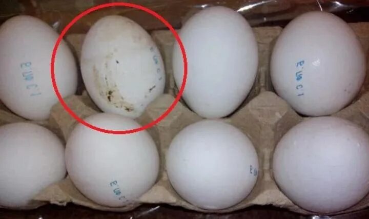 Моют ли яйца перед инкубацией. Домашние куриные яйца. Яйца куриные инкубационные. Яйцо домашнее куриное. Грязное куриное яйцо.