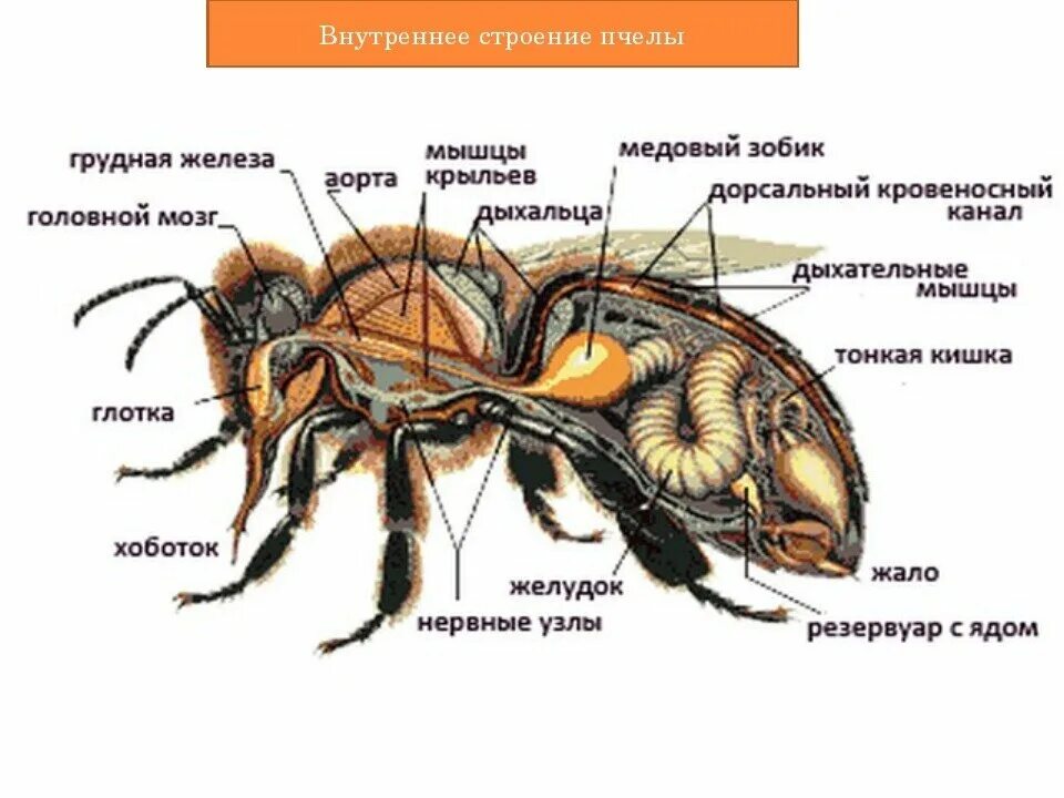 Отделы тела пчелы медоносной. Внутреннее строение пчелы. Внутренне строение пчелы. Строение пчелы зобик. Внутреннее строение пчелы медоносной.