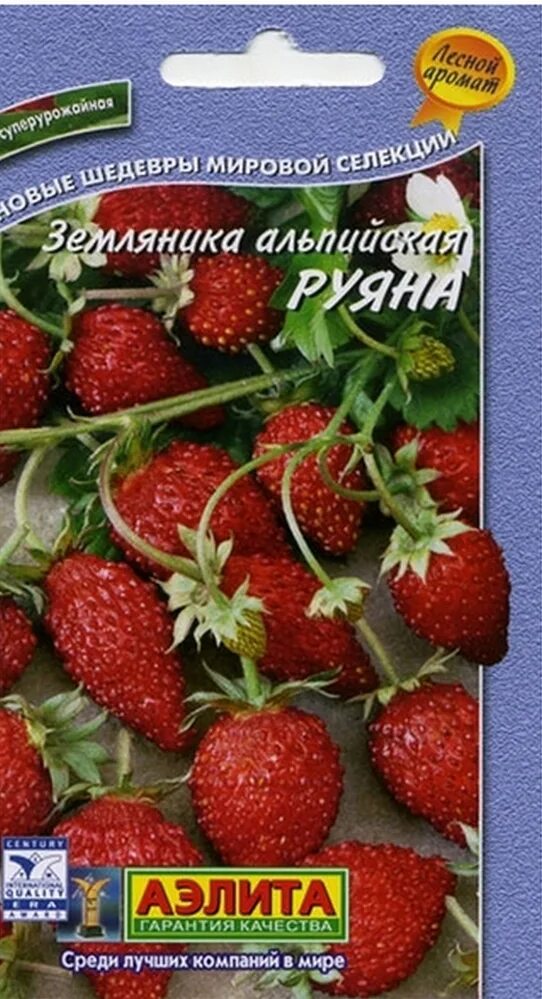 Земляника сорт руяна. "руяна". Руяна земляника ремонтантная отзывы. Земляника руяна русский огород. Земляника руяна гавриш.