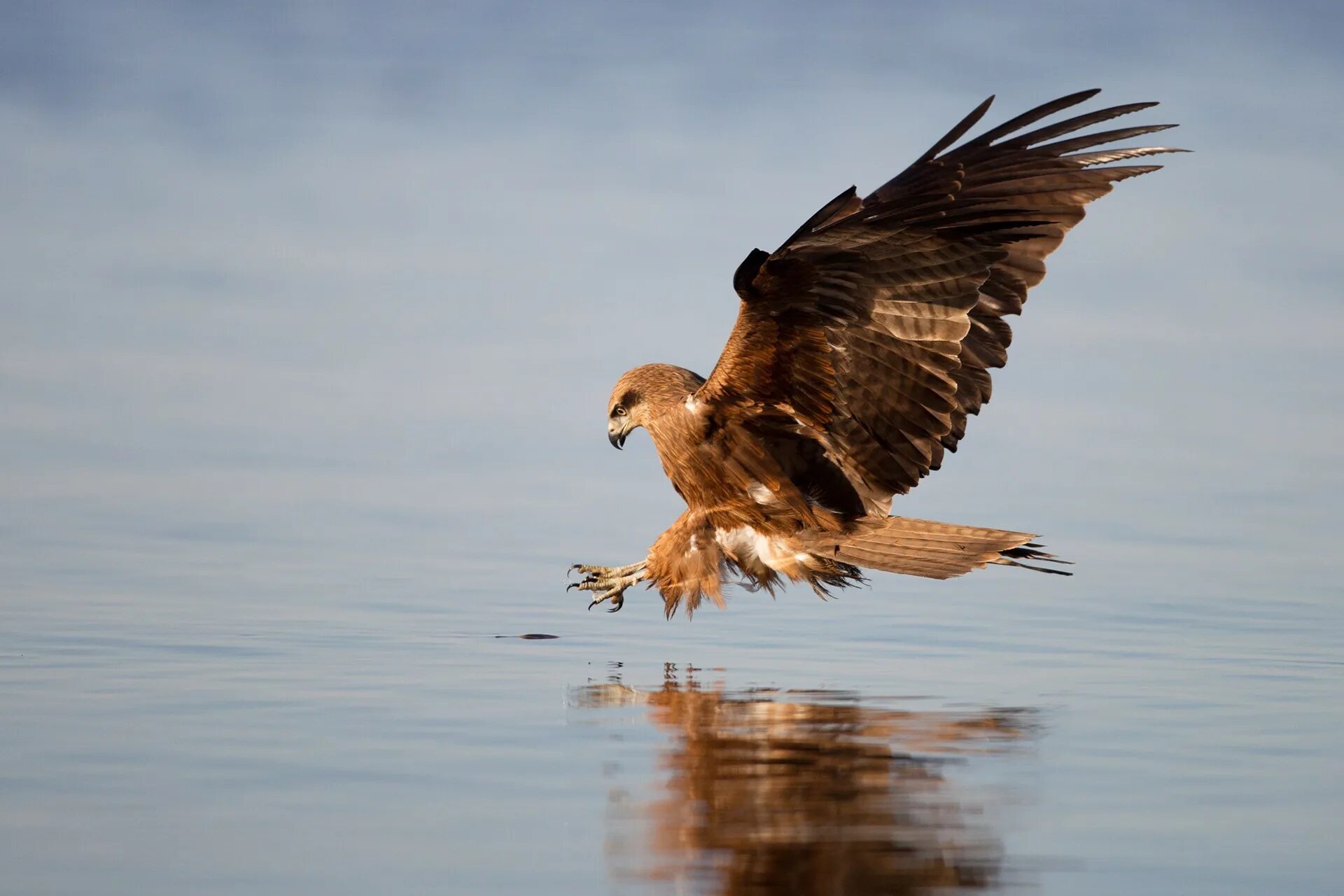 Чёрный коршун. Алексей коршунов санкт-петербург. Коршун в воздухе. Беркут и орлан белохвост. Красный коршун ареал.