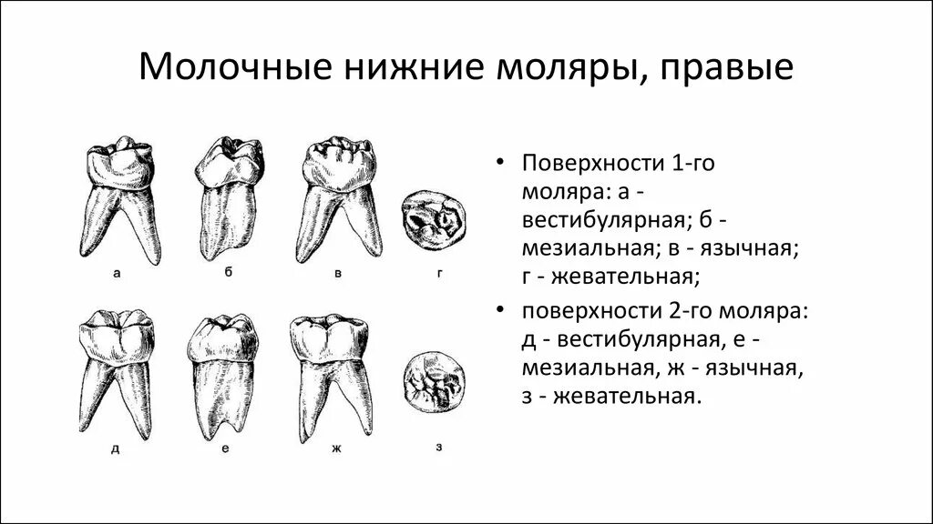 Молочные зубы. Зубочелюстная система в целом. Прикусы. Аномалии развития зубов -