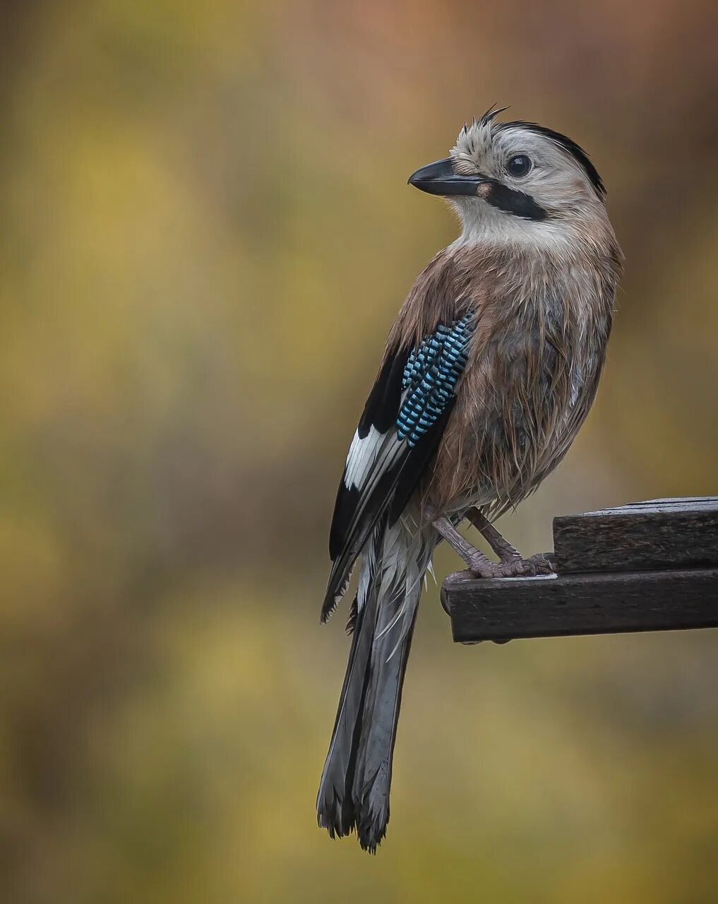 Mocking bird. Дрозд пересмешник. Многоголосый пересмешник. Многоголосый пересмешник птица. Австралия пересмешники.