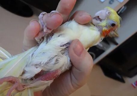 Корелла падает