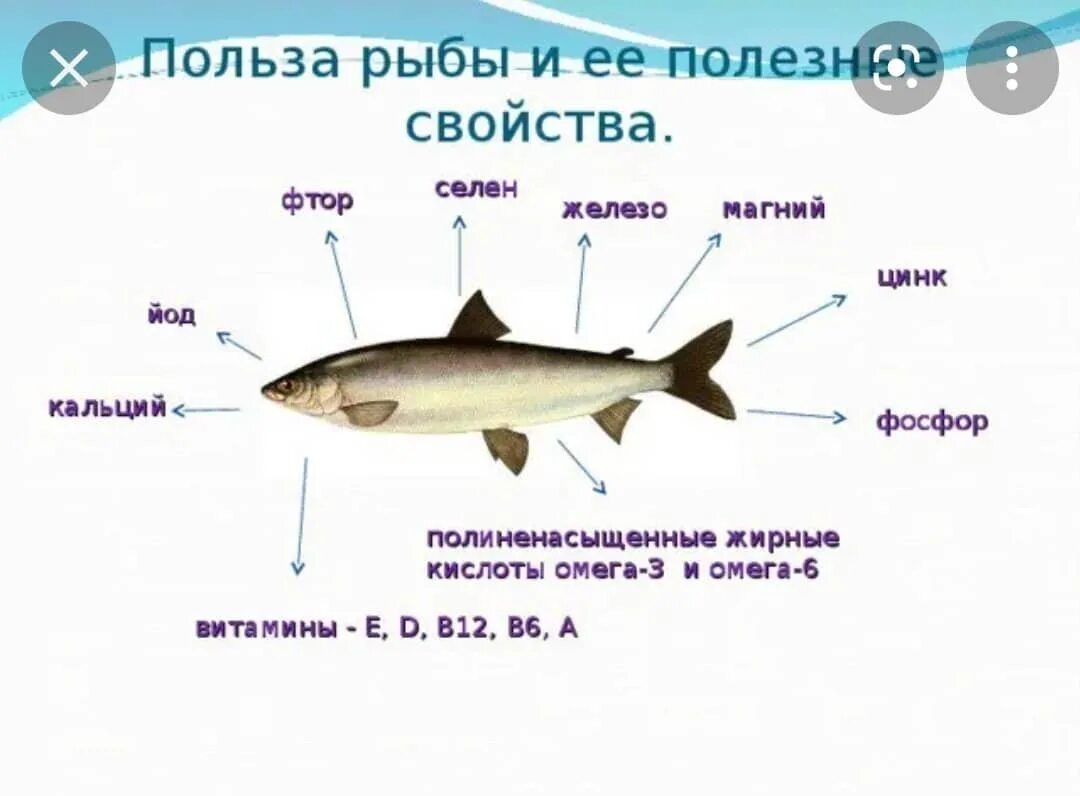 Витамины содержащиеся в рыбе. Минеральный состав рыбы таблица. что содержится в рыбе полезного. полезные вещества в рыбе для человека. какие витамины содержатся в рыбе.