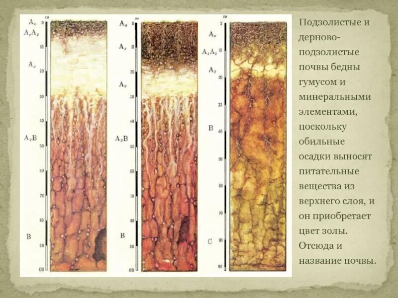 Почвы тайги и их свойства. Дерново-подзолистые почвы профиль. Дерново-подзолистые почвы гумусовый Горизонт. Почвенные горизонты подзолистых почв. Дерново-подзолистые почвы схема.