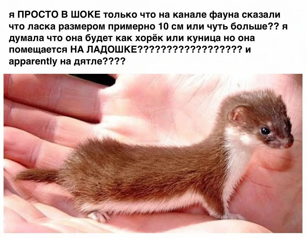 Куница и хорек