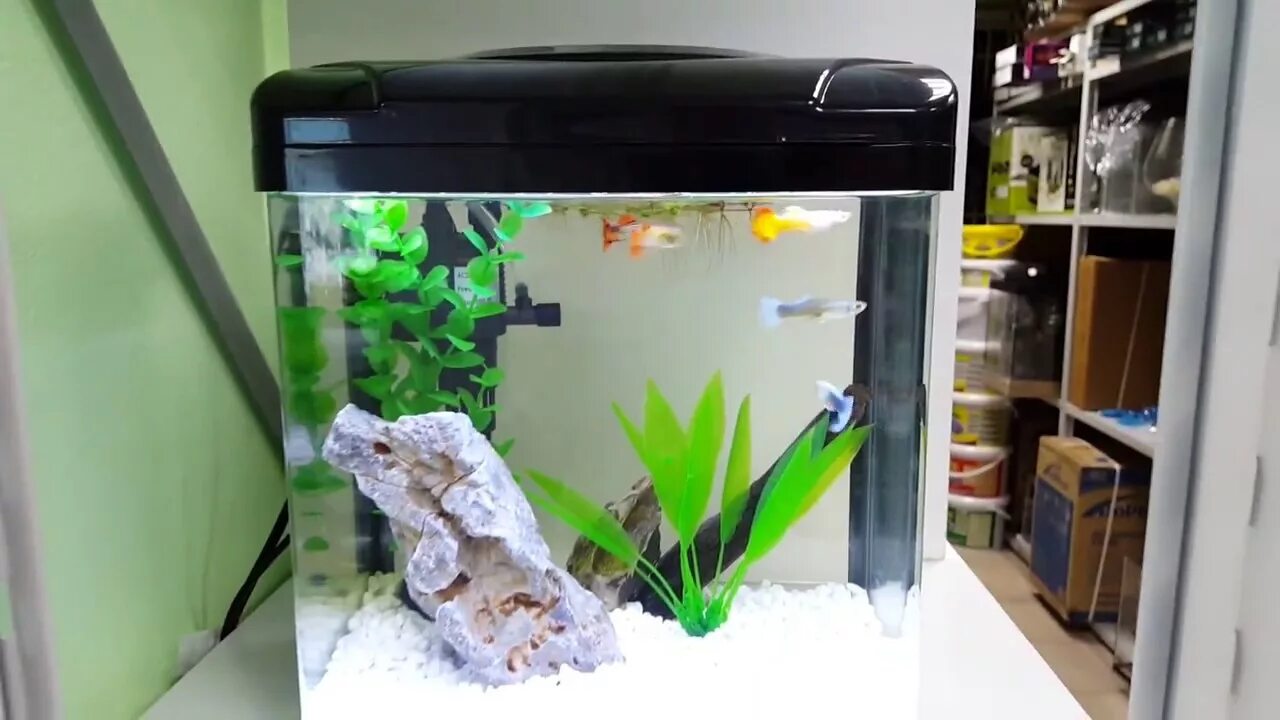 Тумба под аквариум биодизайн классик 50r панорама. 7 литровый аквариум. Аквариум 7. Аквариум голд фиш. Фильтр для круглого аквариума 7 литров.
