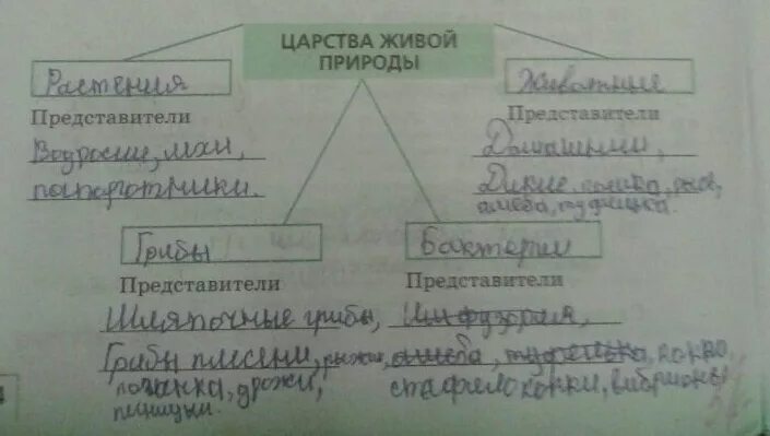 Признаки царства 5 класс биология. Таблица по биологии 5 класс царства живой природы. Признаки Царств живых организмов. Царства природы таблица. Заполни схему царства живой природы.