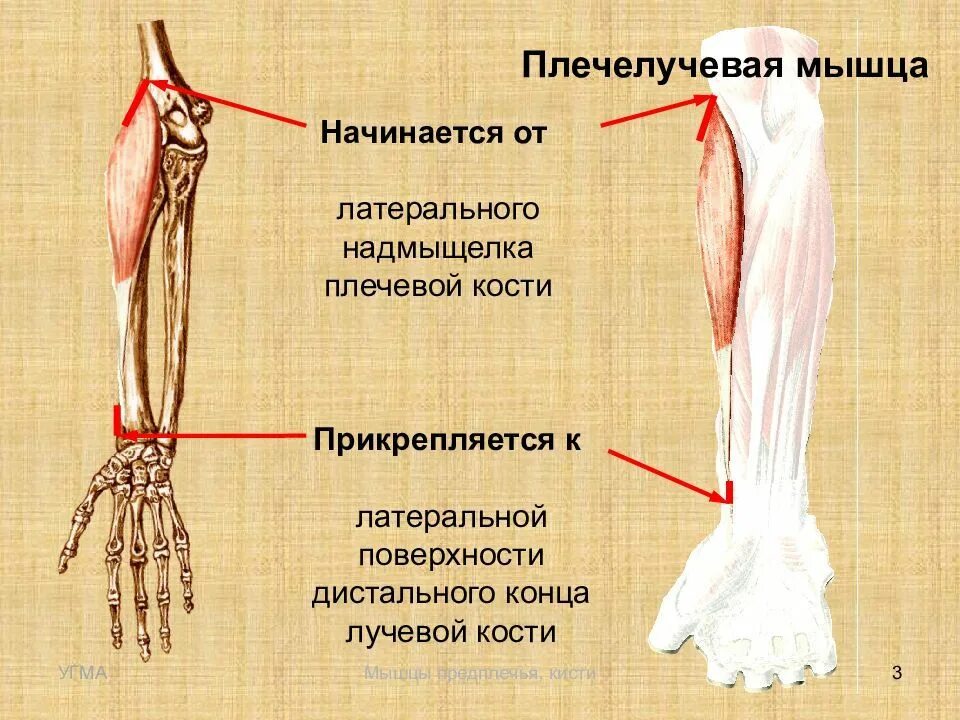 Функция плечелучевой мышцы предплечья. Прикрепление мышц предплечья таблица. Плечелучевая мышца руки анатомия. Латеральные мышцы предплечья.