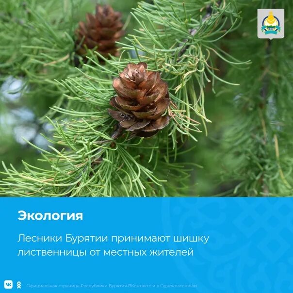 Загадка про лиственницу