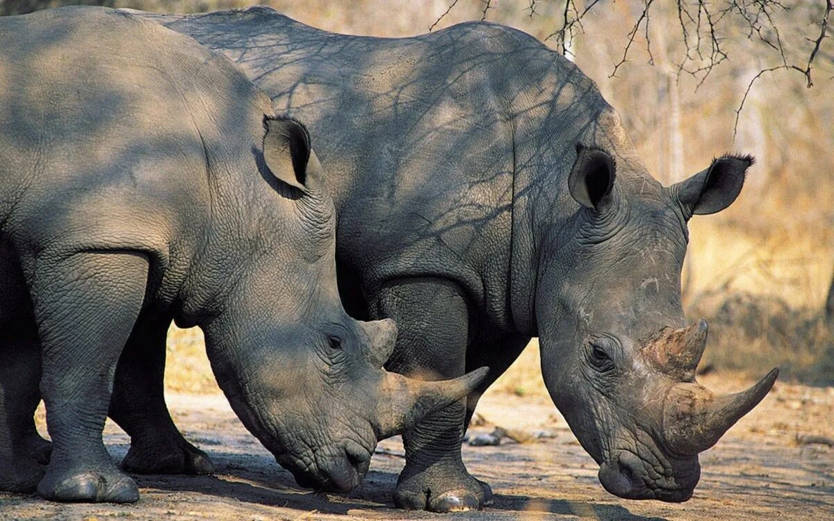 Носорог цвет. Непарнокопытные носорог. Непарнокопытные носороги яванский. Тапир и носорог. Носороги парнокопытные.