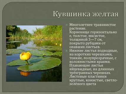 Описание кубышки