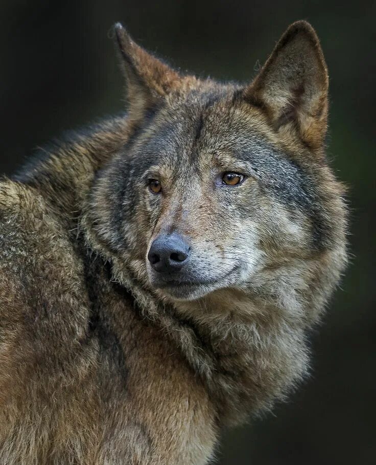 Волкособ. Пермский волкособ. Вольфхунд. Ирландский вольфхунд. Beautiful wolves